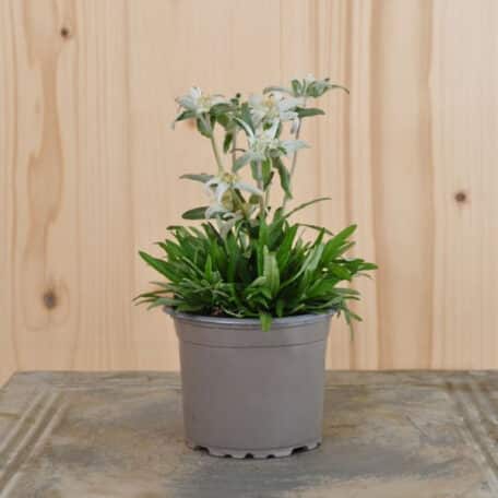 Edelweiss - Leontopodium alpinum