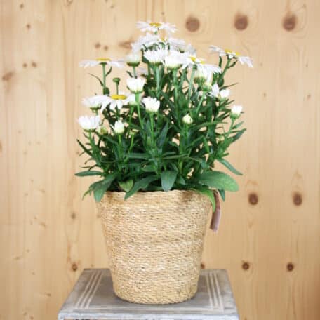 Wiesen-Margerite - Leucanthemum maximum im Korb 3