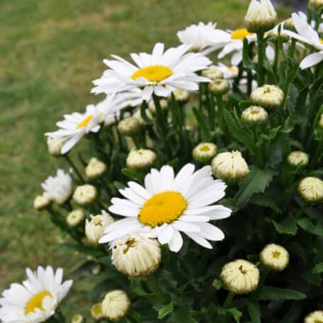 Wiesen-Margerite - Leucanthemum maximum