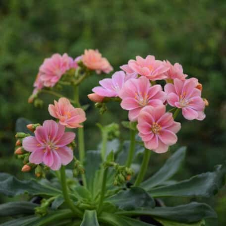 Bitterwurz - Lewisia cotyledon - 6 Stück