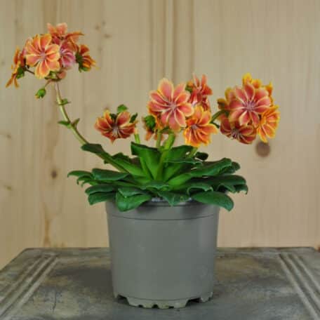 Bitterwurz - Lewisia cotyledon - 6 Stück