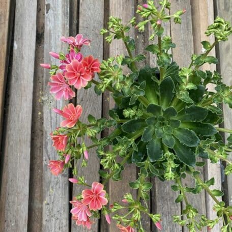 Bitterwurz - Lewisia cotyledon - 3 Stück