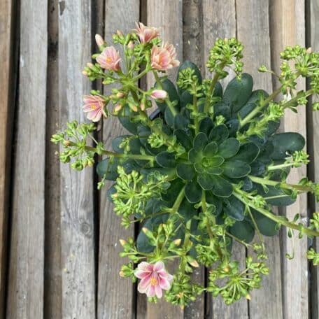 Bitterwurz - Lewisia cotyledon - 3 Stück