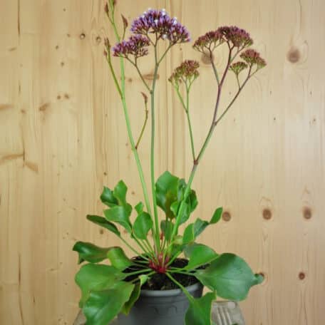 Strandflieder - Limonium perezii - 2 Stück