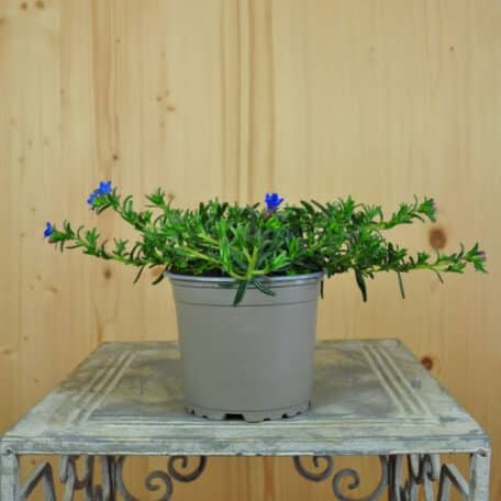 Graine de pierre - Lithodora diffusa