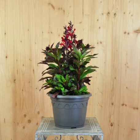 Prachtlobelie - Lobelia speciosa