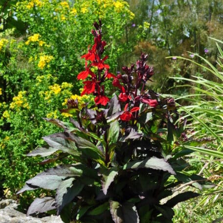 Prachtlobelie - Lobelia speciosa