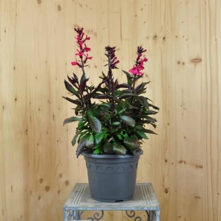 Prachtlobelie - Lobelia speciosa