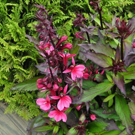 Prachtlobelie - Lobelia speciosa