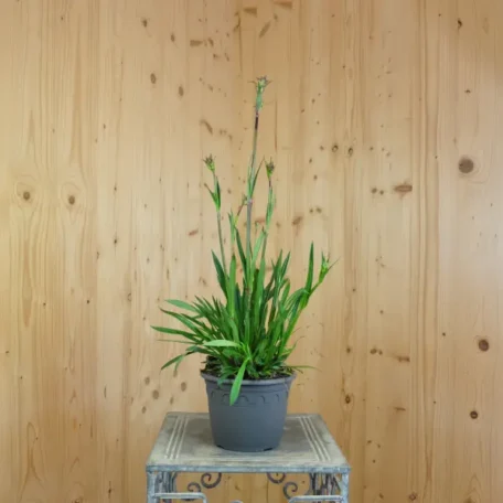 Pechnelke - Lychnis viscaria