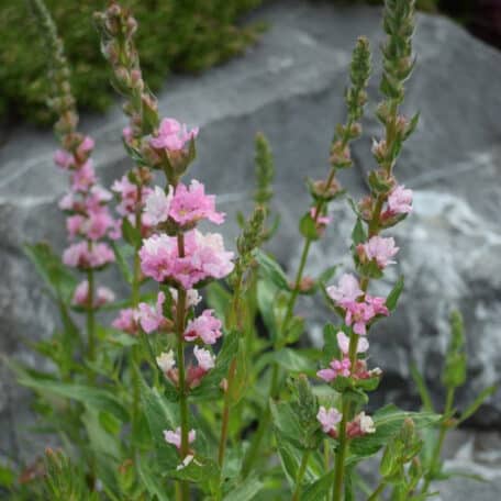 Séneçon sanguin - Lythrum