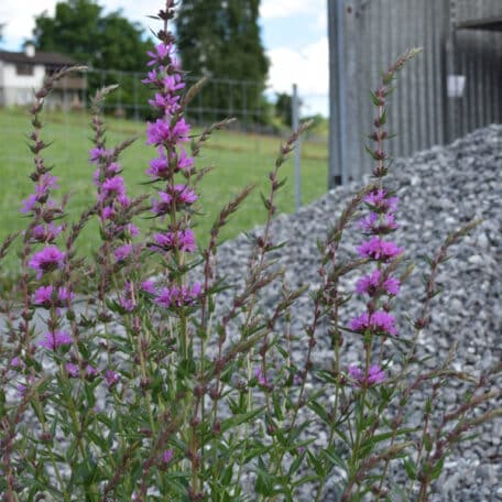 Séneçon sanguin - Lythrum