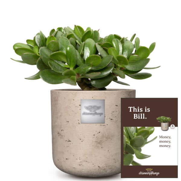 Das ist Bill (Crassula ovata) - Bild 4