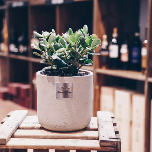Das ist Bill (Crassula ovata) - Bild 5