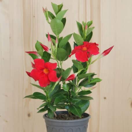 Trichterblüte - Dipladenia - 3 Stück