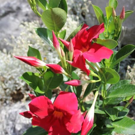 Trichterblüte - Dipladenia - 3 Stück