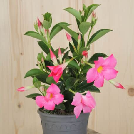 Trichterblüte - Dipladenia - 3 Stück