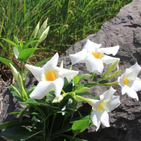 Trichterblüte - Dipladenia - 3 Stück