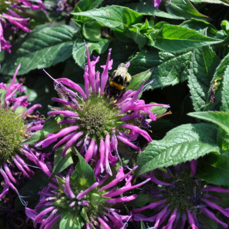 Mélisse d'or - Monarda didyma
