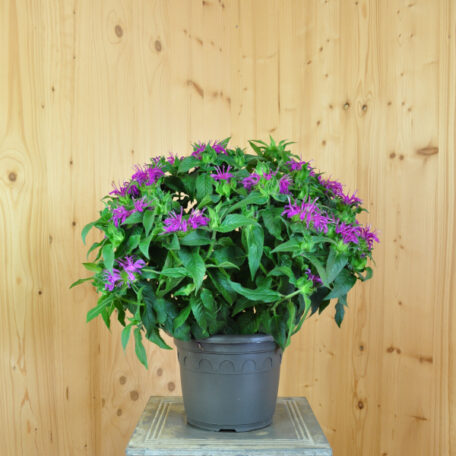 Mélisse d'or - Monarda didyma