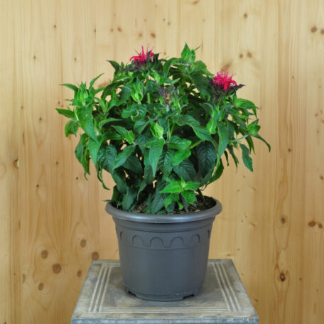 Goldmelisse - Monarda didyma