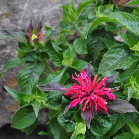 Goldmelisse - Monarda didyma