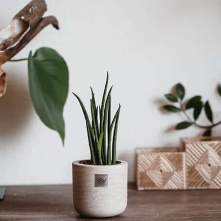 Plantes d'intérieur