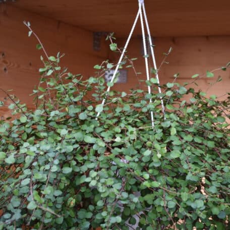 Ein Blattvorhang aus Mühlenbeckie - Grobblätterig