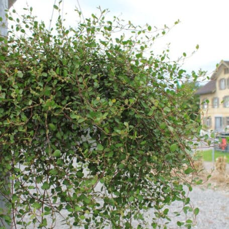 Mühlenbeckie - Ampel Muehlenbeckia
