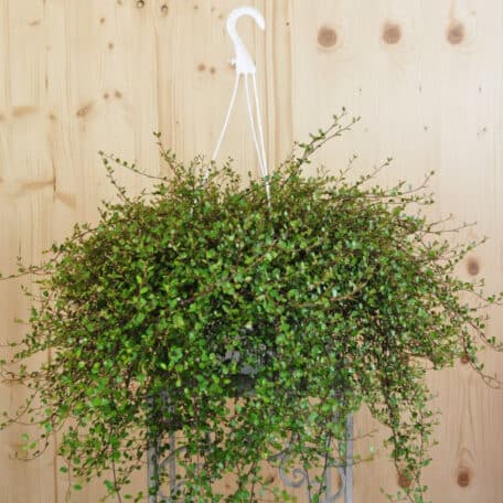 Mühlenbeckie - Ampel Muehlenbeckia