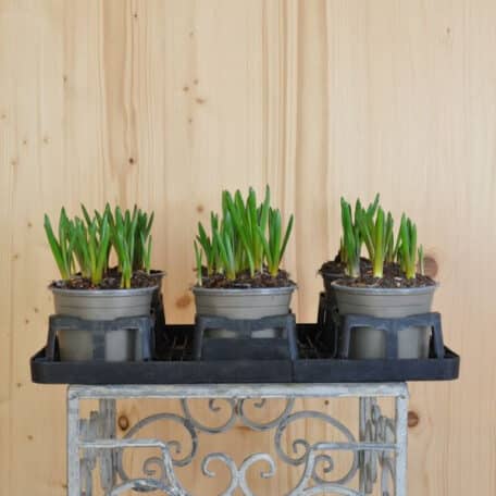 Traubenhyazinthe - Muscari armeniacum - 6 Stück