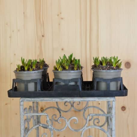 Traubenhyazinthe - Muscari armeniacum - 6 Stück