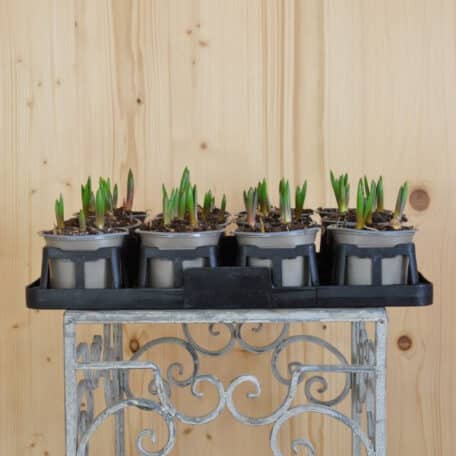 Traubenhyazinthe - Muscari armeniacum - 8 Stück