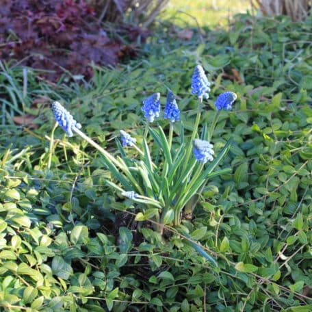Traubenhyazinthe - Muscari armeniacum - 6 Stück