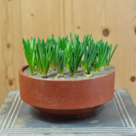 Jacinthe de raisin - Big Smile bleu