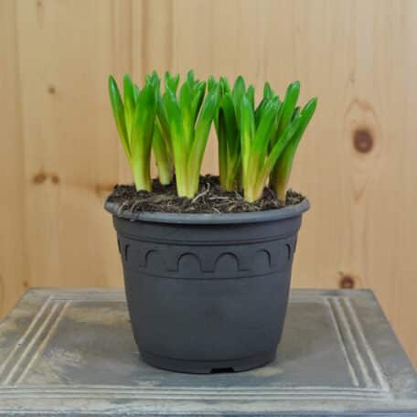 Traubenhyazinthe - Muscari armeniacum - 3 Stück