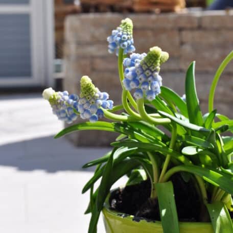 Traubenhyazinthe - Muscari armeniacum - 3 Stück