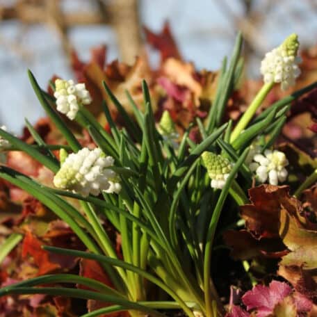 Traubenhyazinthe - Muscari armeniacum - 6 Stück