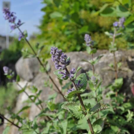 Grossblütige-Katzenminze  - Nepeta grandiflora