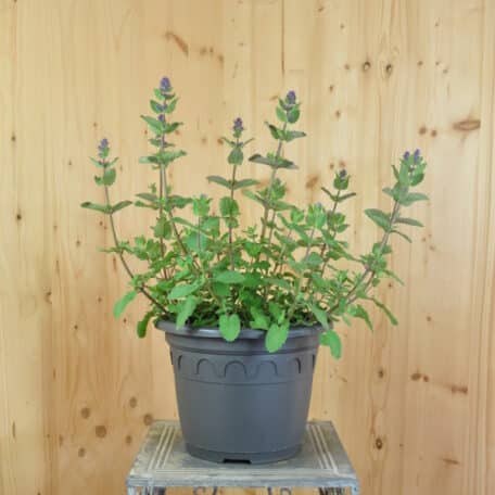 Grossblütige-Katzenminze  - Nepeta grandiflora