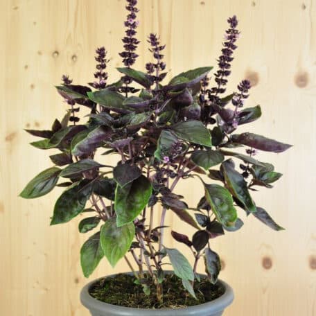 Strauch-Basilikum  - Ocimum basilikum