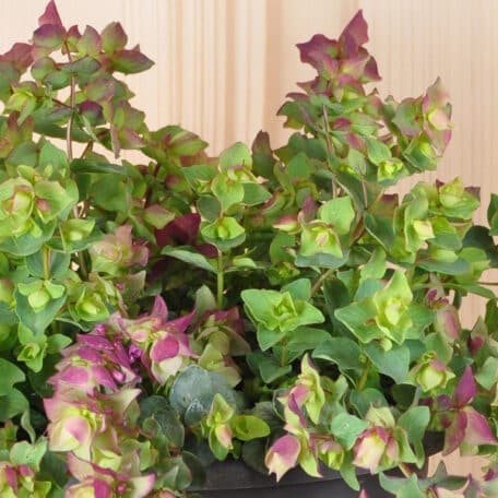 Rundblättriger Garten-Dost - Origanum rotundifolium