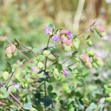 Dost de jardin à feuilles rondes - 3 pièces