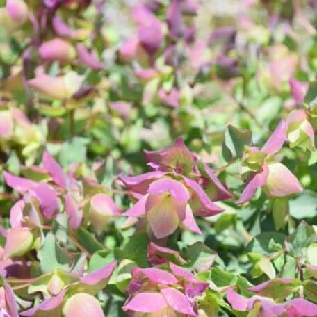 Rundblättriger Garten-Dost - Origanum rotundifolium