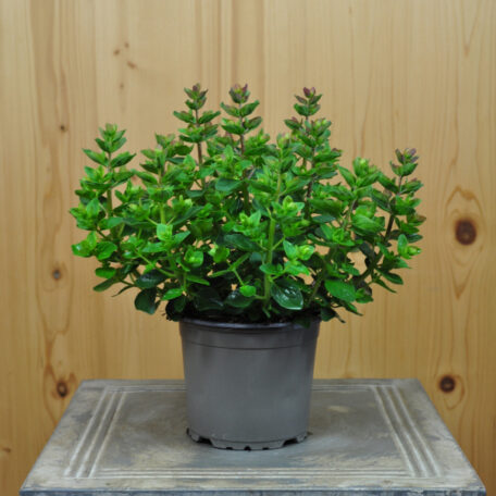 Hopfen-Oregano - Origanum rotundifolium - 4 Stück