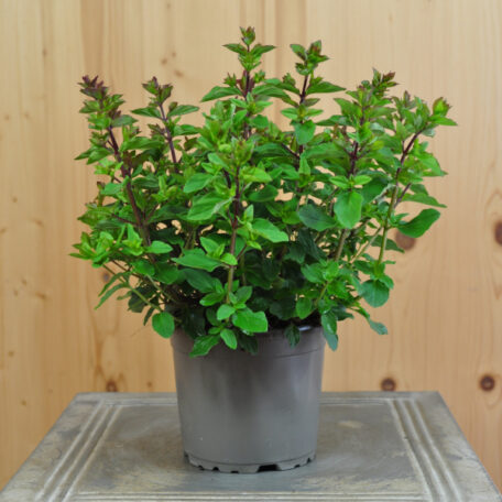 Hopfen-Oregano - Origanum rotundifolium - 4 Stück