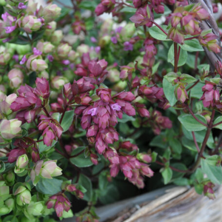 Origan à houblon - Origanum rotundifolium