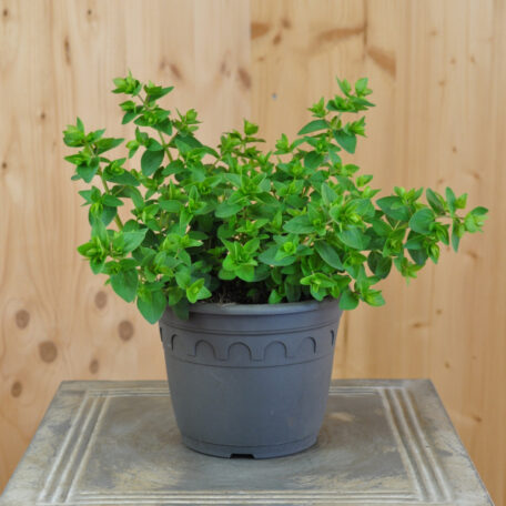 Hopfen-Oregano - Origanum rotundifolium - 3 Stück