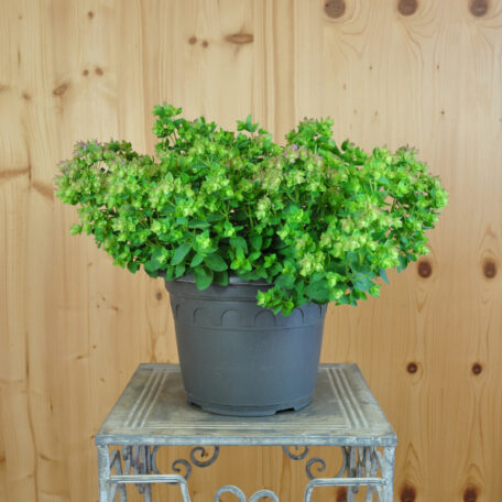 Hopfen-Oregano - Origanum rotundifolium