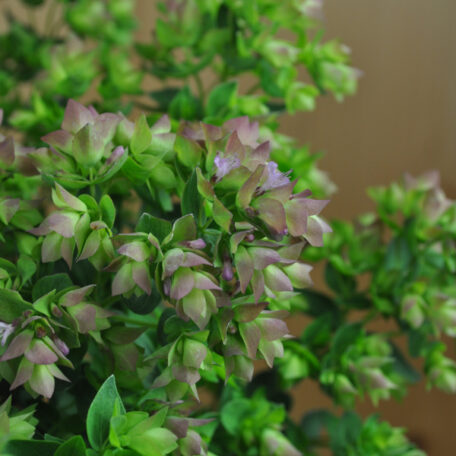 Hopfen-Oregano - Origanum rotundifolium